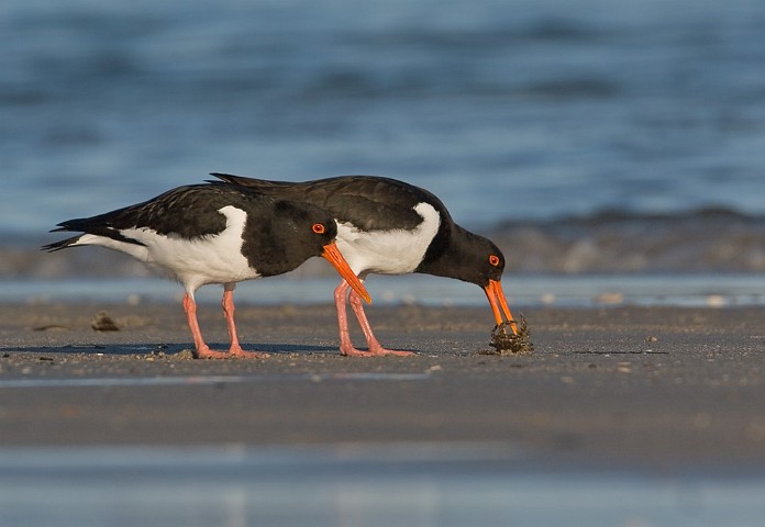 Austernfischer Haematopus ostralegus